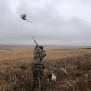 Meet your Posher, Shelby